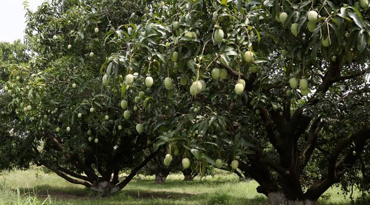 Basudev's Tree Farm in Amethi, Uttar Pradesh