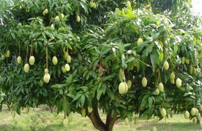 Jay Prakash's Tree Farm in Amethi, Uttar Pradesh