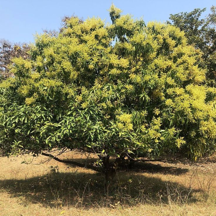 Janki's Tree Farm in Amethi, Uttar Pradesh