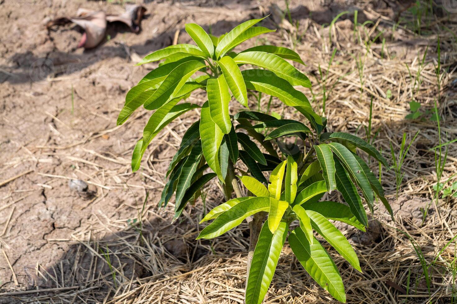 Mango plant preview for KSA-RS-MS-26-1