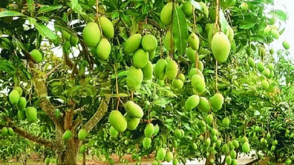 Ram Sundar's Tree Farm in Amethi, Uttar Pradesh