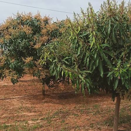 Orchard rows and tree family context