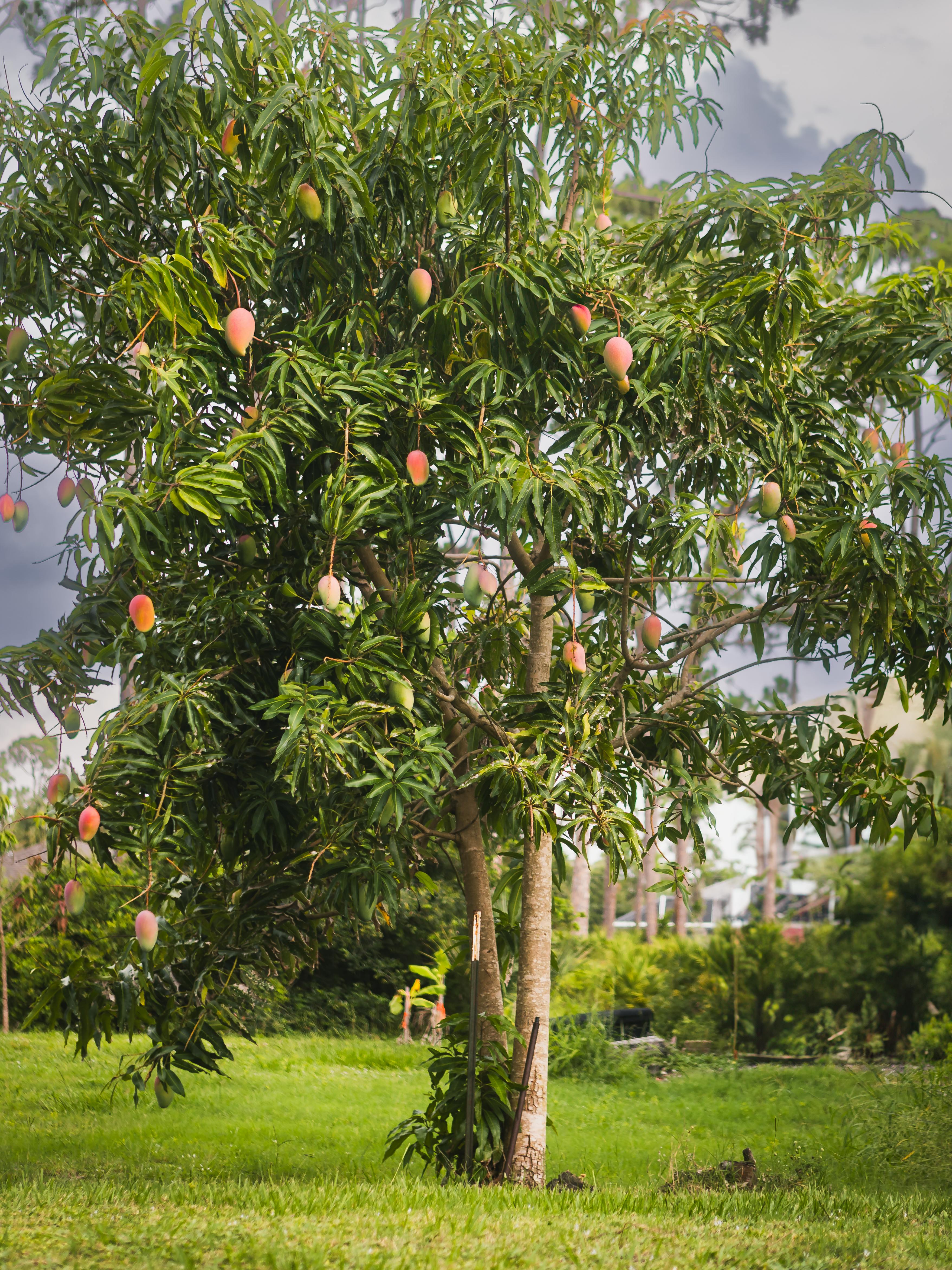 Mango tree bearing fruit in a TreeOwn orchard